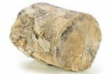 Wide Petrified Wood (Schinoxylon) Limb - Blue Forest, Wyoming #333035-1